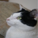 Mister Side View